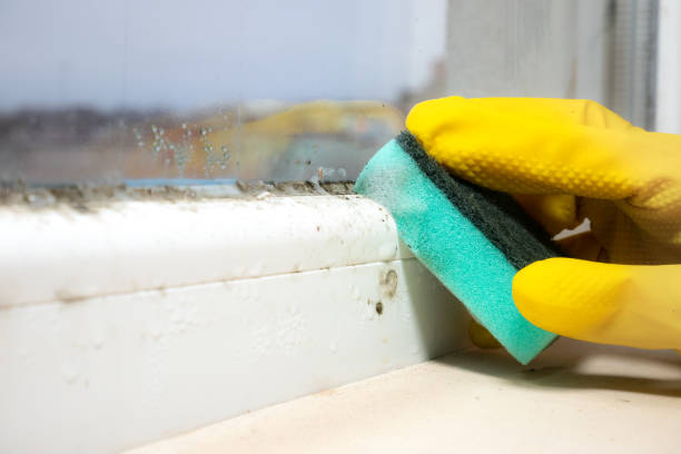 Best Commercial Mold Remediation in Broadway, NC