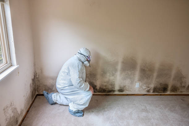 Best Black Mold Remediation in Broadway, NC